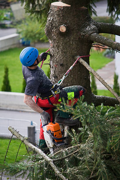 Best Root Management and Removal  in Lake Tansi, TN