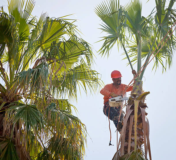 Best Commercial Tree Services  in Lake Tansi, TN